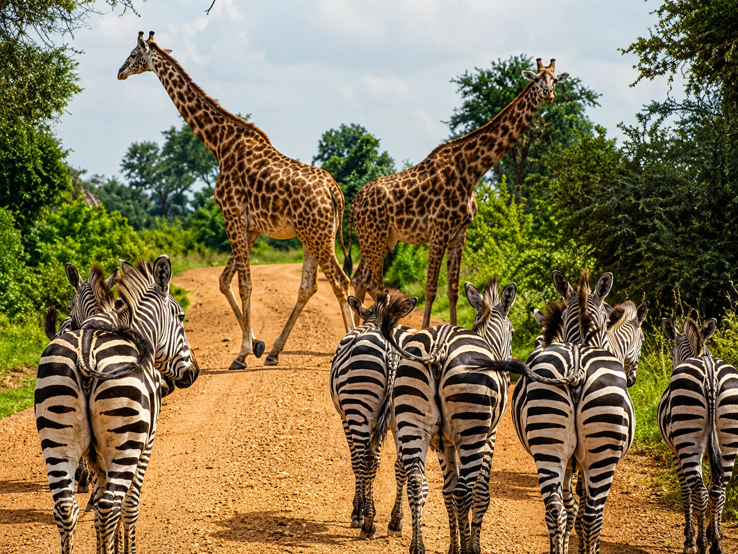 Mikumi & Udzungwa National Parks Package