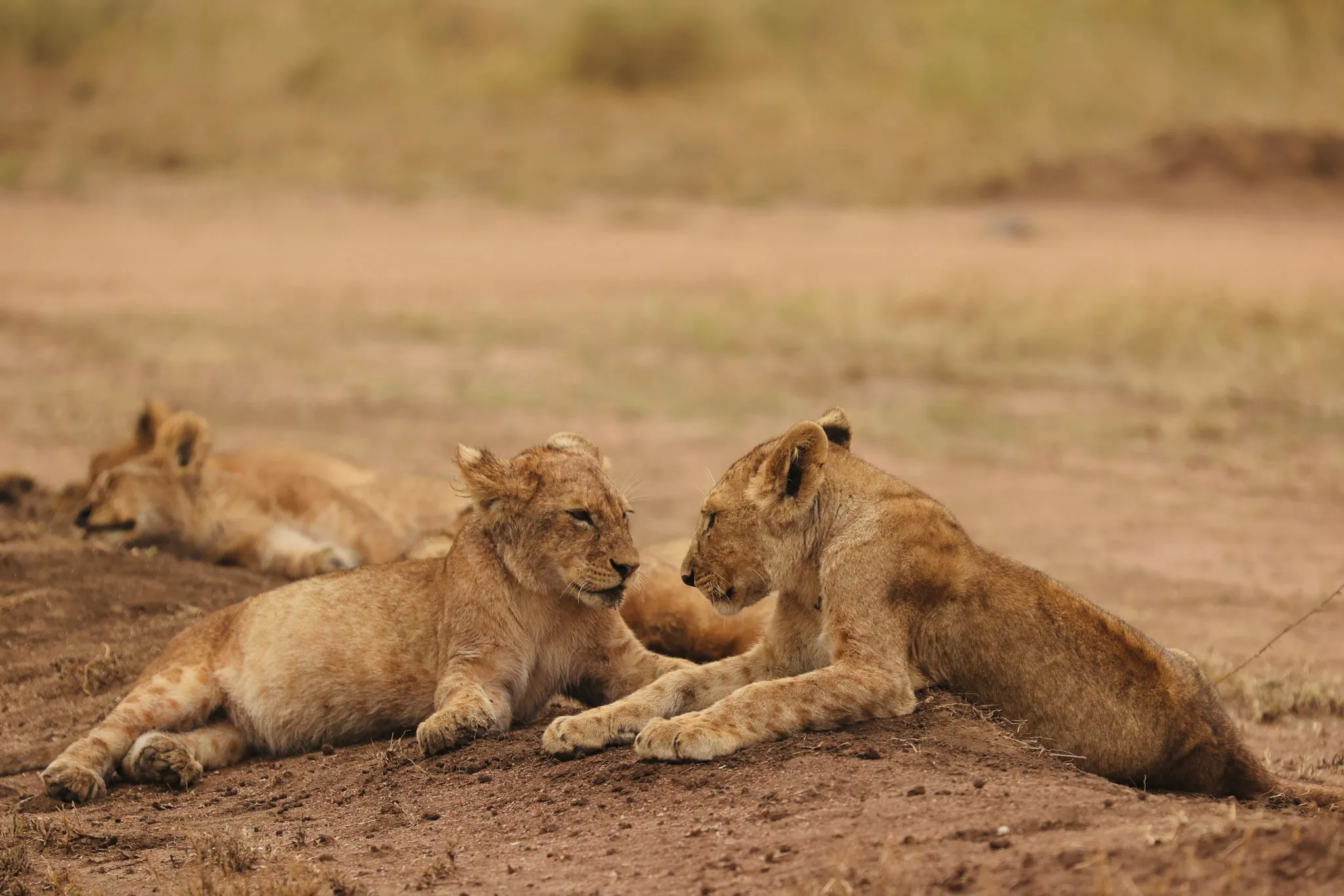 tanzania safari