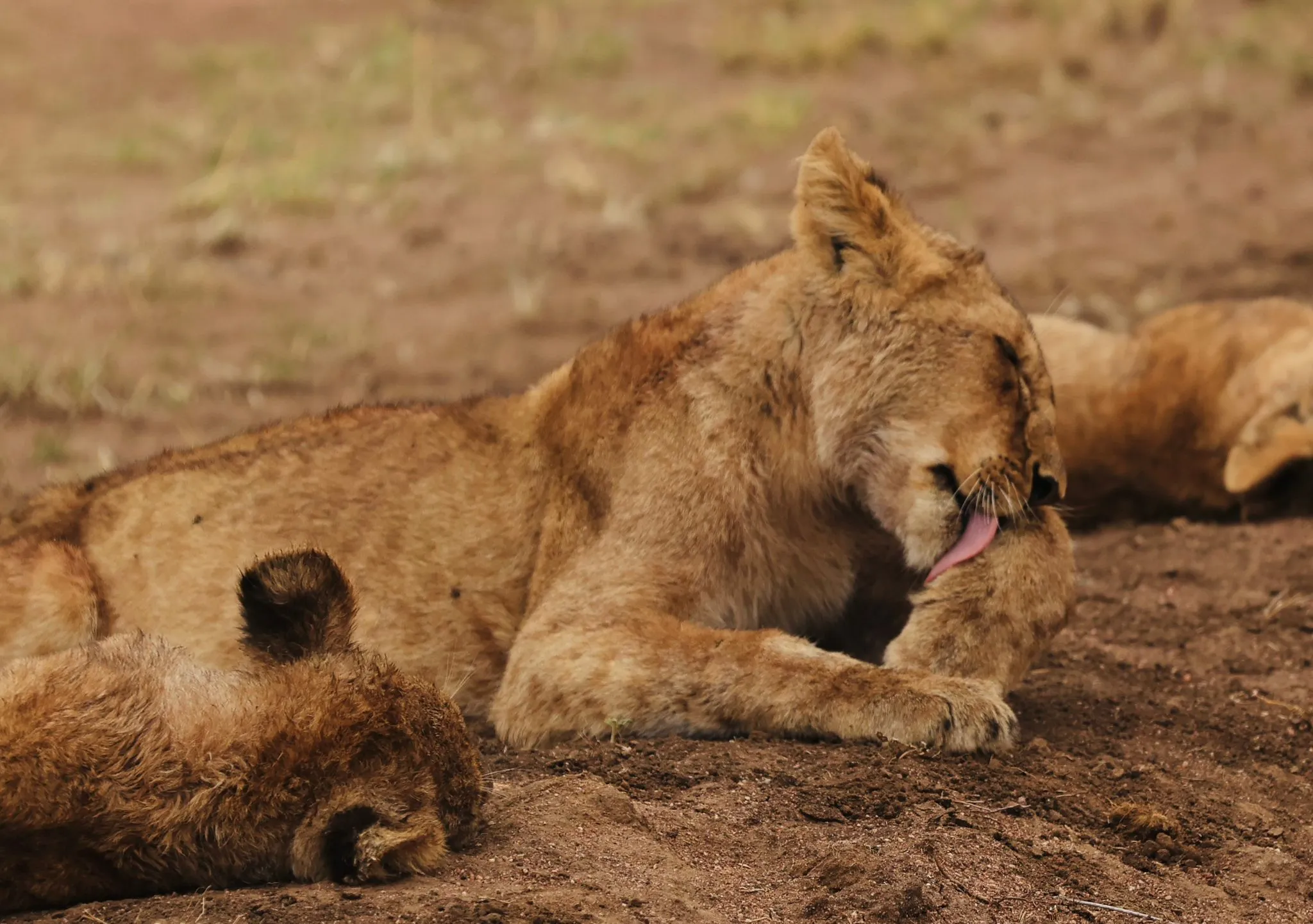 tanzania safari
